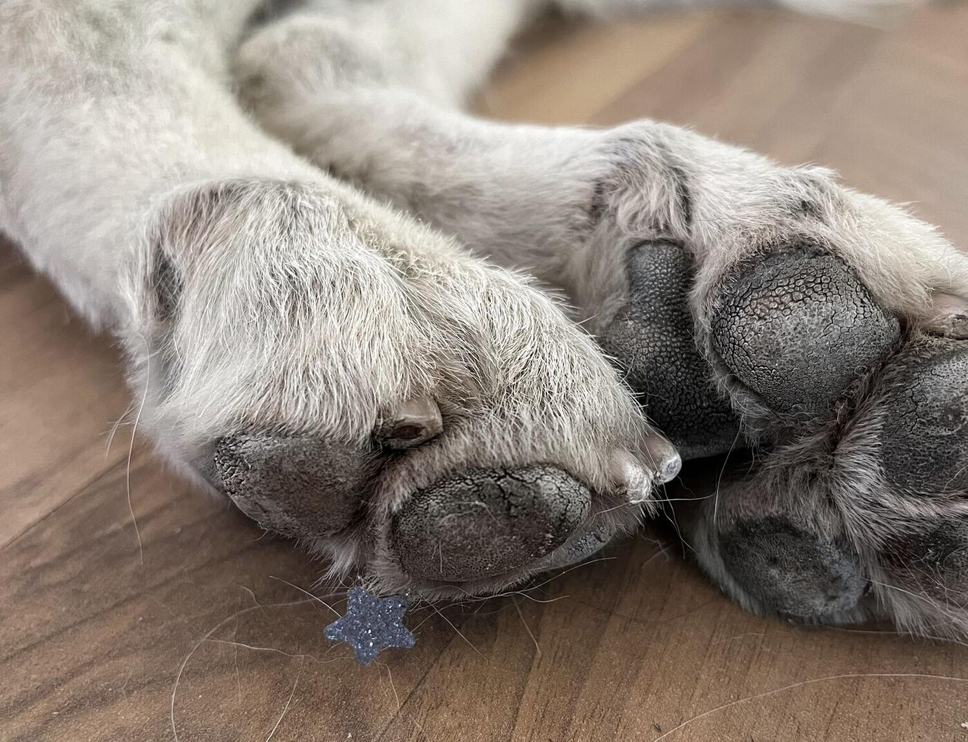 A dog's soft paw pads resting on a wooden floor, a tiny glittery blue star beside them